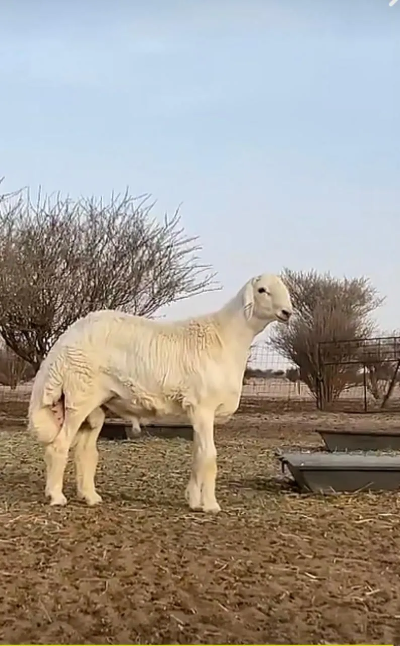 c08c2a8eff74c6be87b5edc5664d5e7a2cfb1169_result